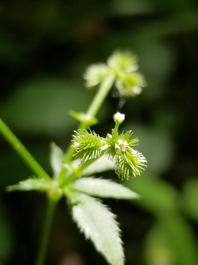 Sanicula canadensis var. canadensis photo 3