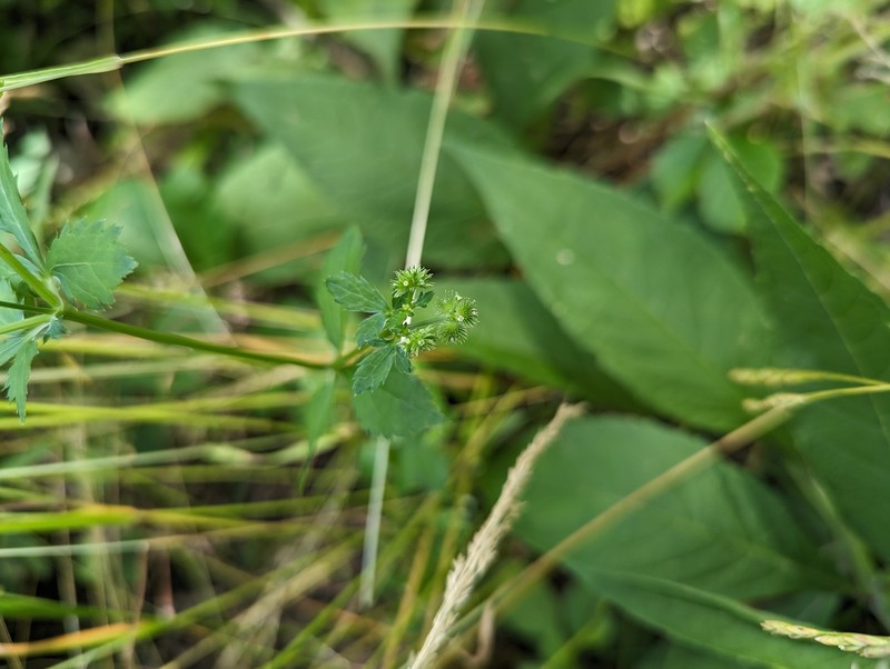 Sanicula canadensis var. canadensis photo 4