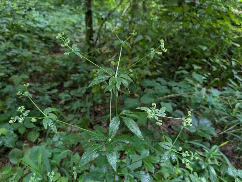 Sanicula canadensis var. canadensis photo 5
