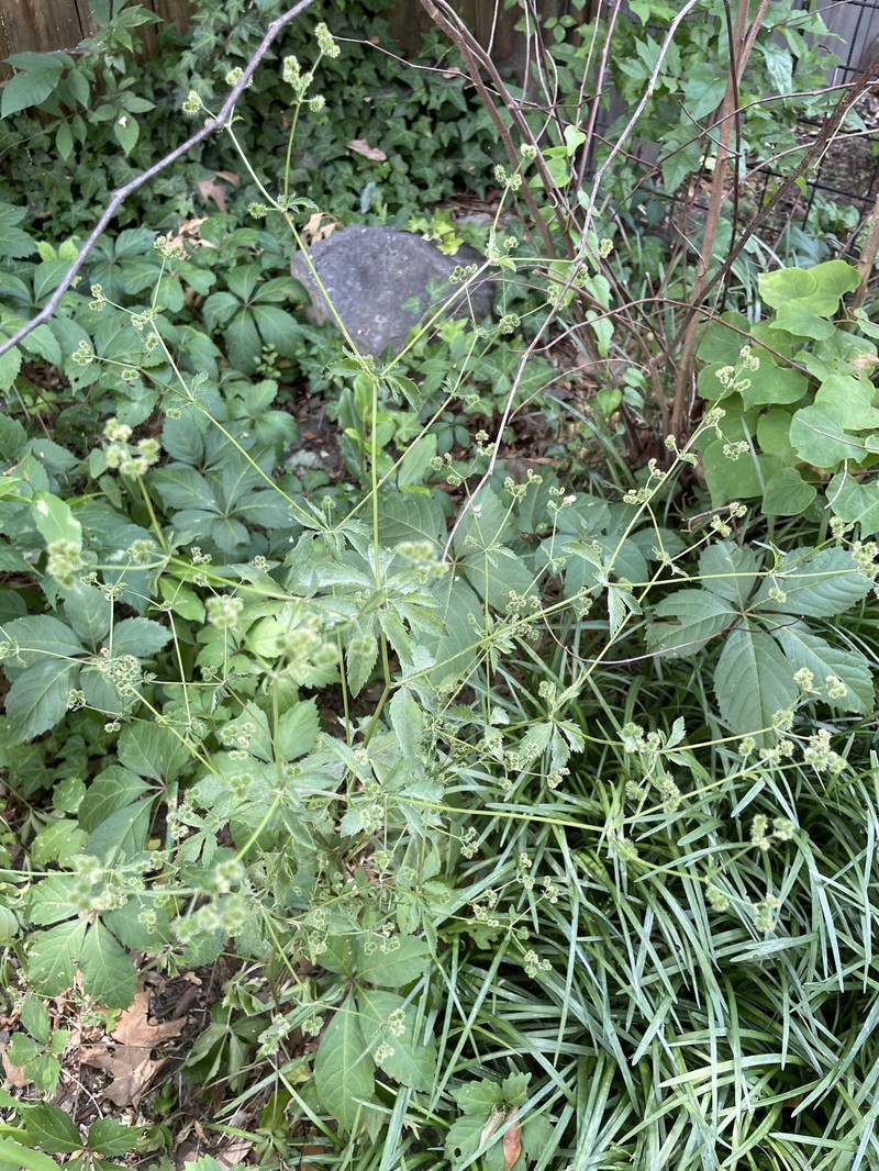 Sanicula canadensis var. canadensis photo 6