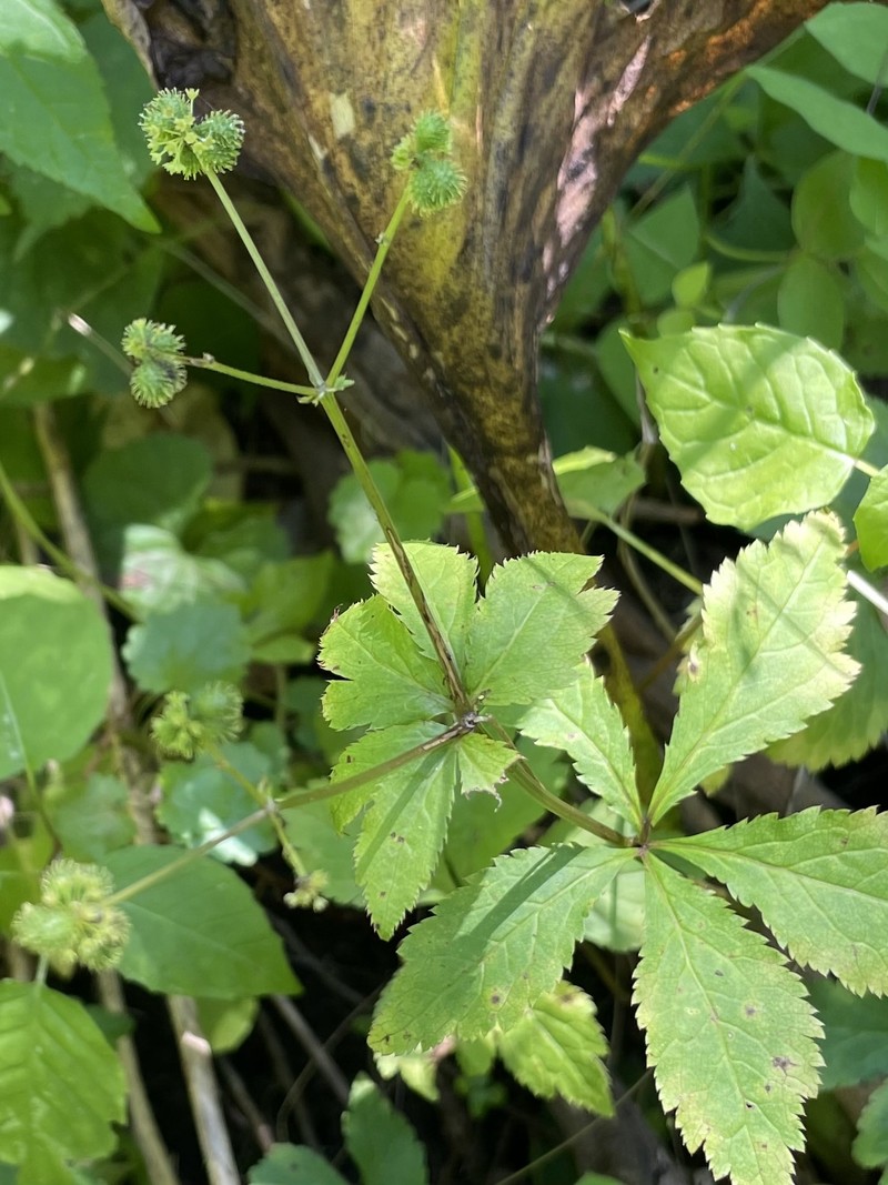 Sanicula canadensis var. canadensis photo 7