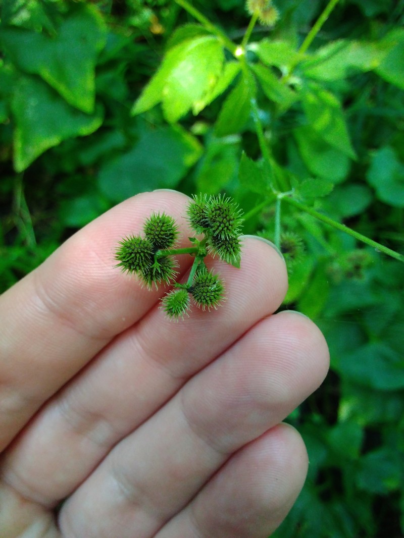 Sanicula canadensis var. canadensis photo 8