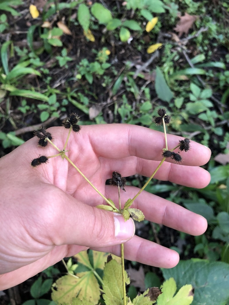 Sanicula canadensis var. grandis
