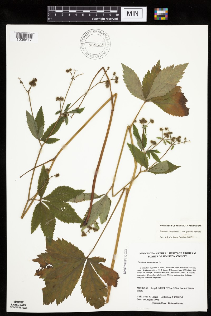 Sanicula canadensis var. grandis photo 2