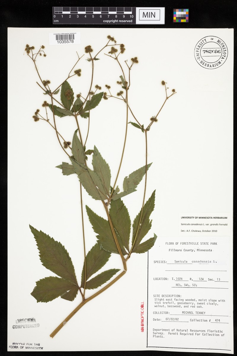 Sanicula canadensis var. grandis photo 3