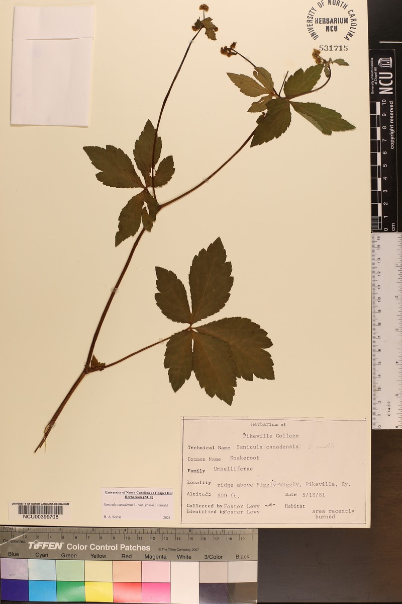 Sanicula canadensis var. grandis photo 4