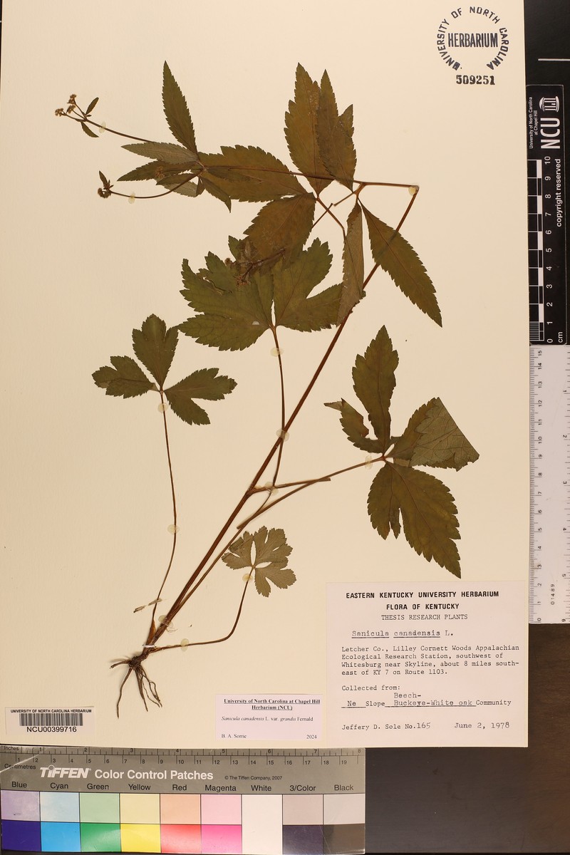 Sanicula canadensis var. grandis photo 5