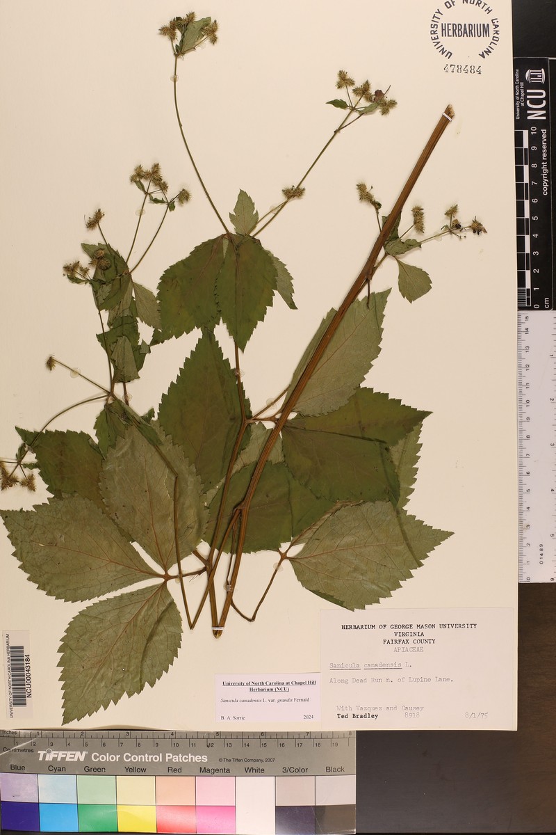 Sanicula canadensis var. grandis photo 6