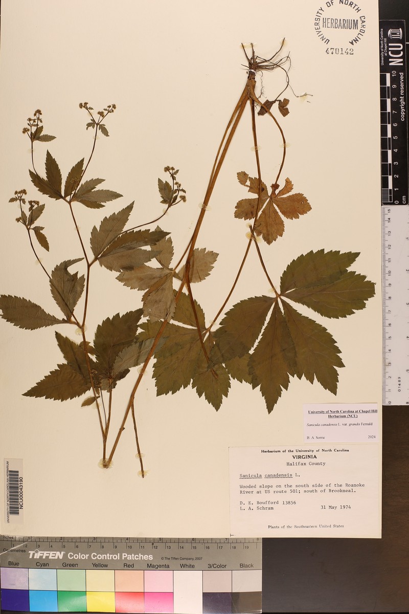 Sanicula canadensis var. grandis photo 7
