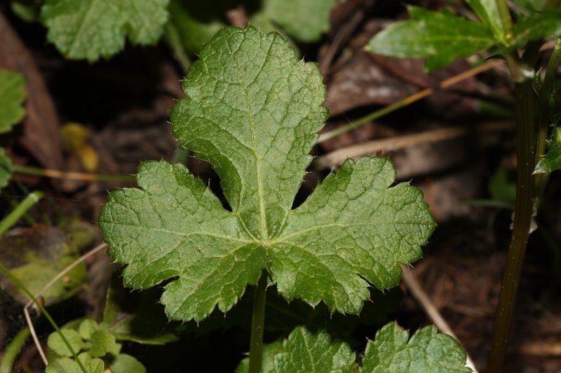Pacific Blacksnakeroot photo 7