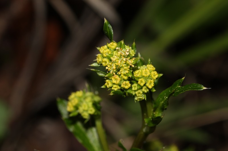 Pacific Blacksnakeroot