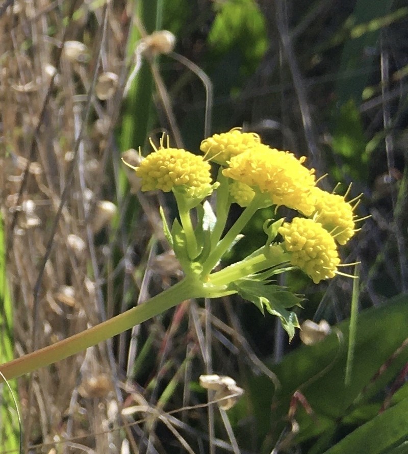 Pacific Blacksnakeroot photo 3