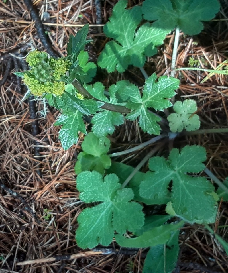 Pacific Blacksnakeroot photo 4