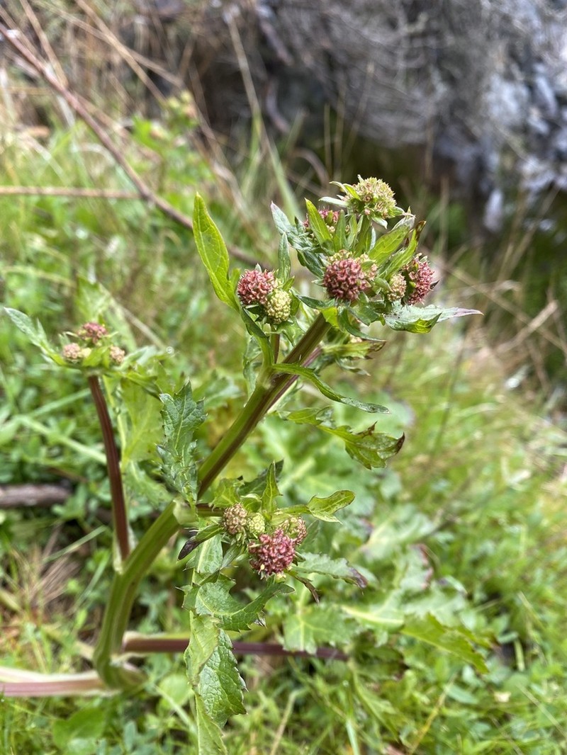Pacific Blacksnakeroot photo 5