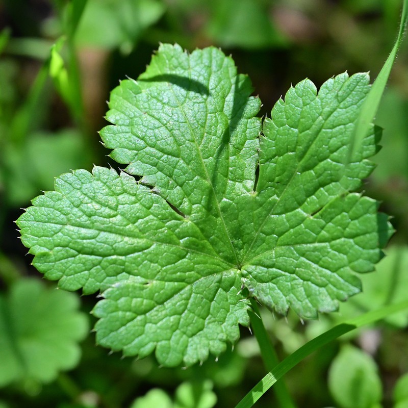 Pacific Blacksnakeroot photo 6