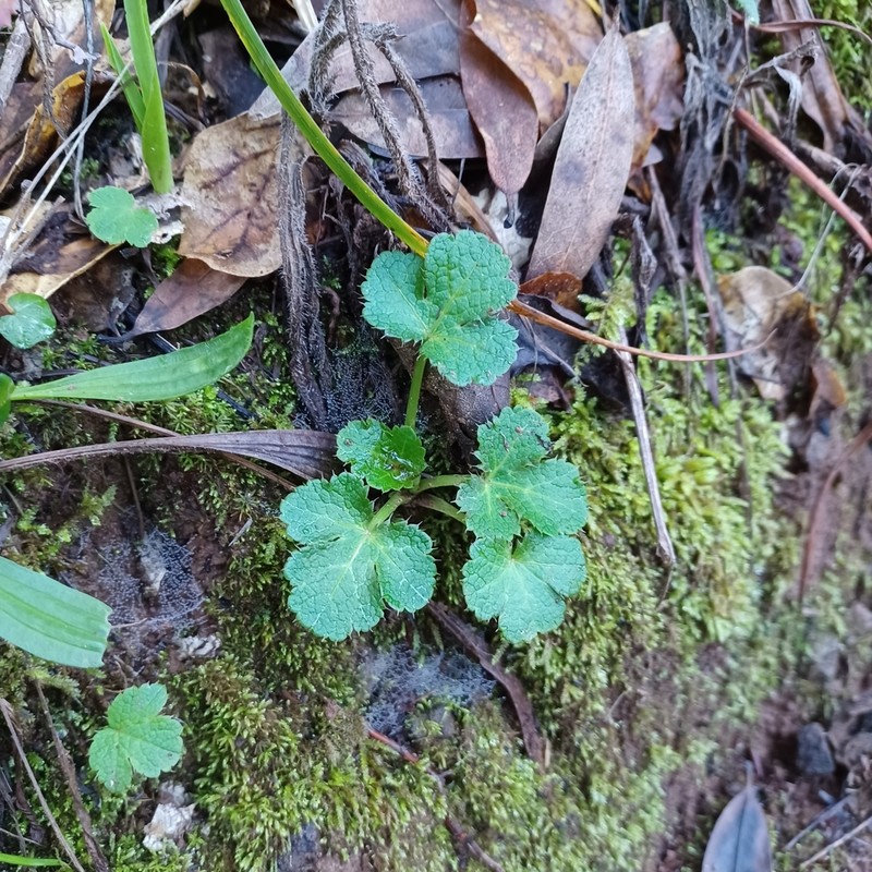 Pacific Blacksnakeroot photo 7