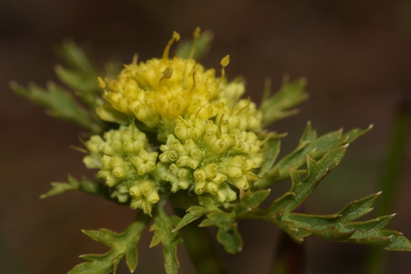 Northern Sanicle photo 2
