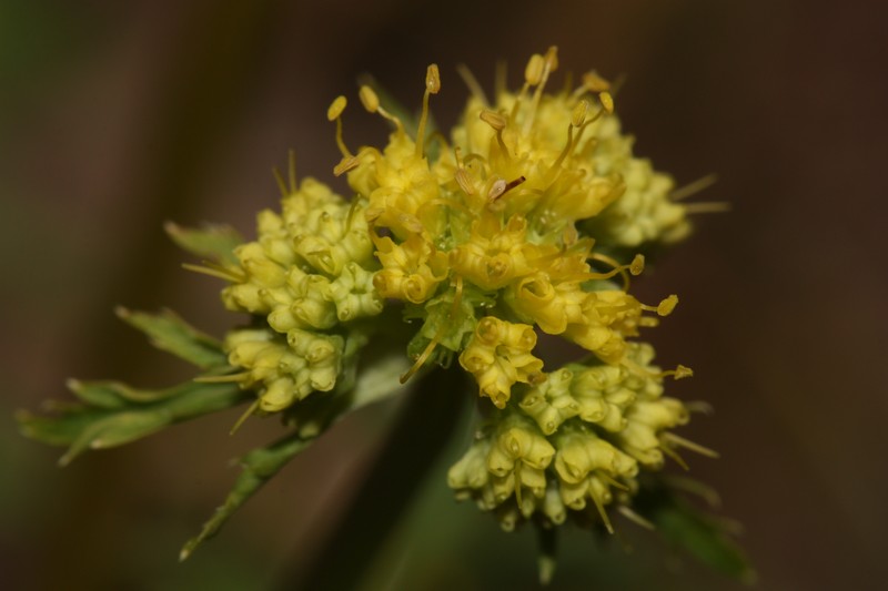 Northern Sanicle photo 3