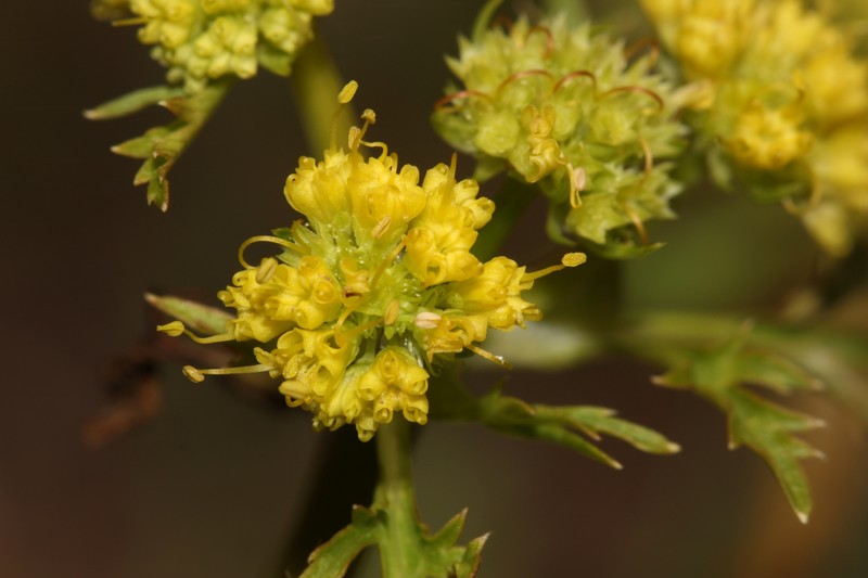 Northern Sanicle photo 4