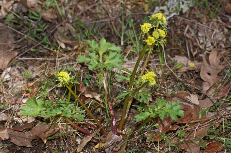 Northern Sanicle