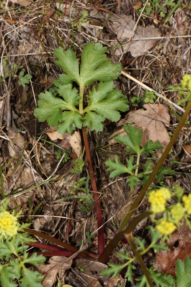 Northern Sanicle photo 5