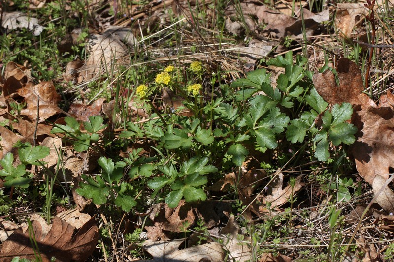 Northern Sanicle photo 6