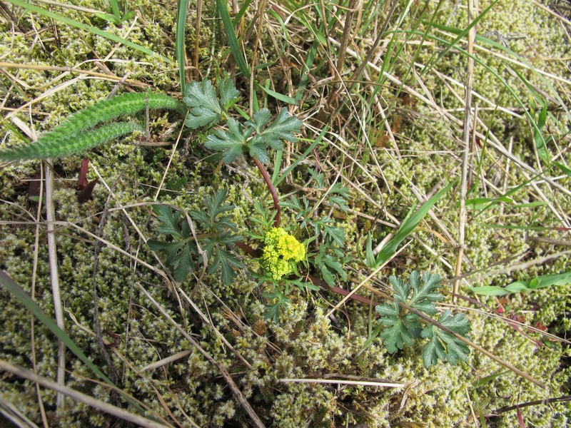 Northern Sanicle photo 3