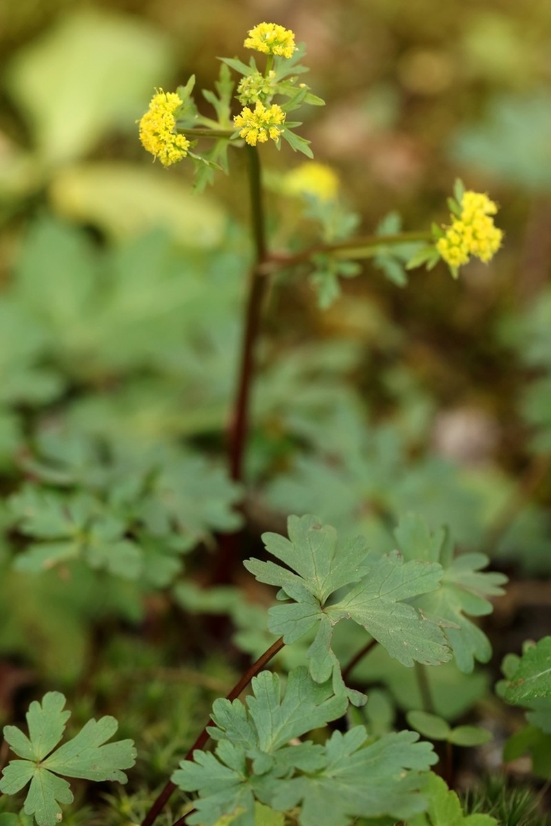 Northern Sanicle photo 4