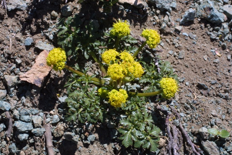 Northern Sanicle photo 6