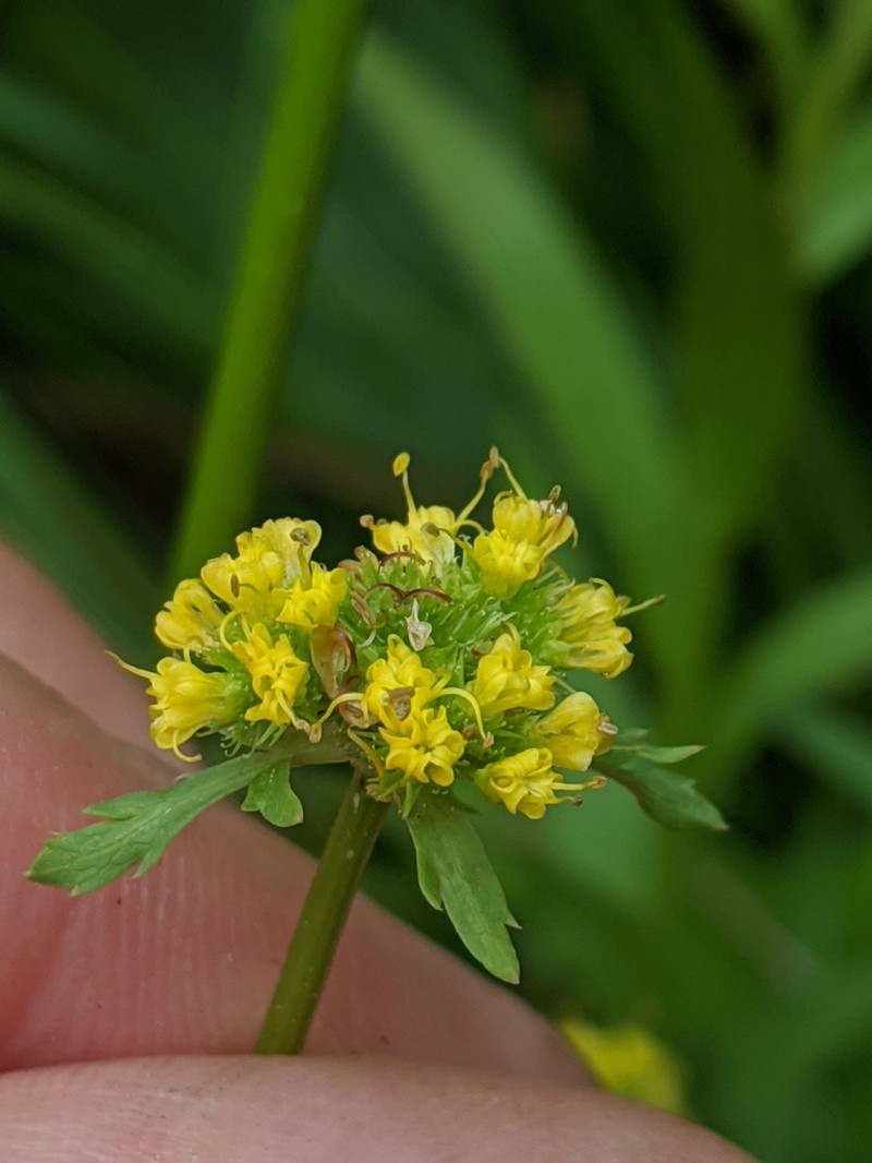 Northern Sanicle photo 7