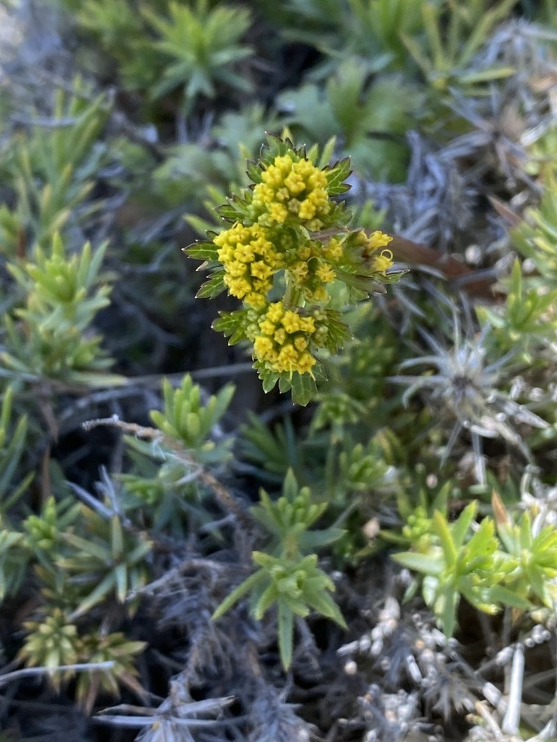 Northern Sanicle photo 8
