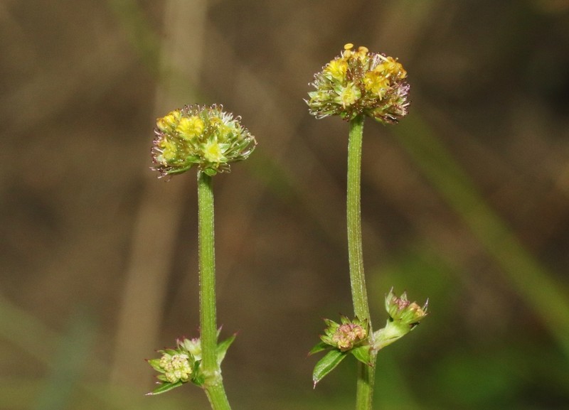 Hoffmann's Blacksnakeroot photo 2