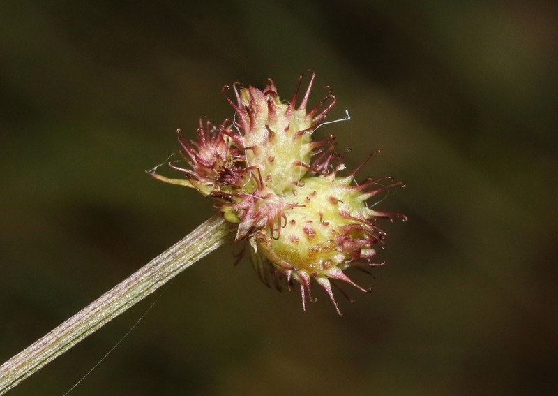 Hoffmann's Blacksnakeroot photo 3
