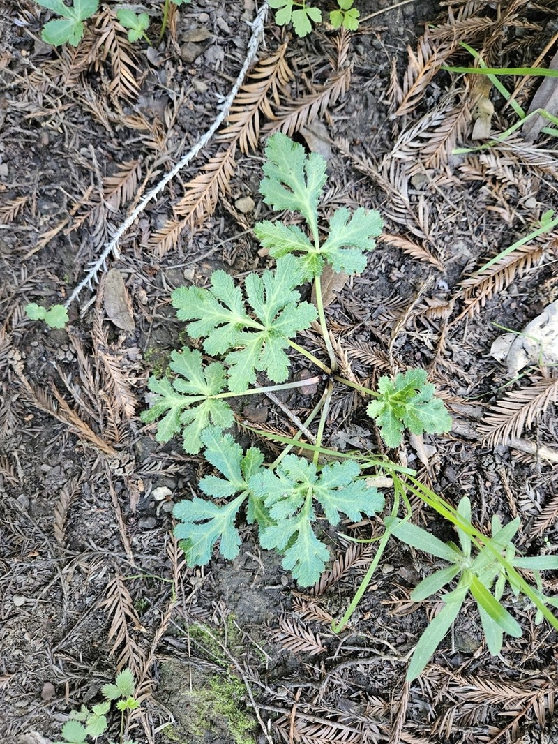 Hoffmann's Blacksnakeroot photo 4