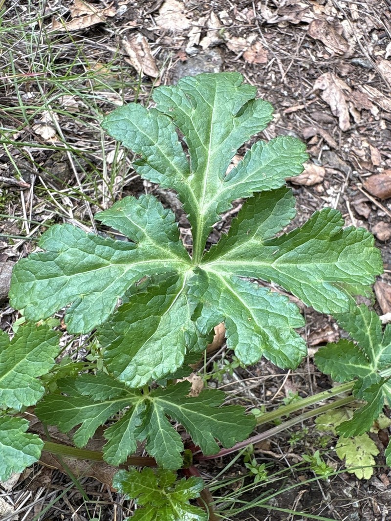 Hoffmann's Blacksnakeroot photo 5