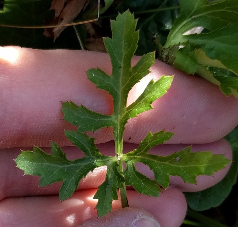 Hoffmann's Blacksnakeroot photo 6