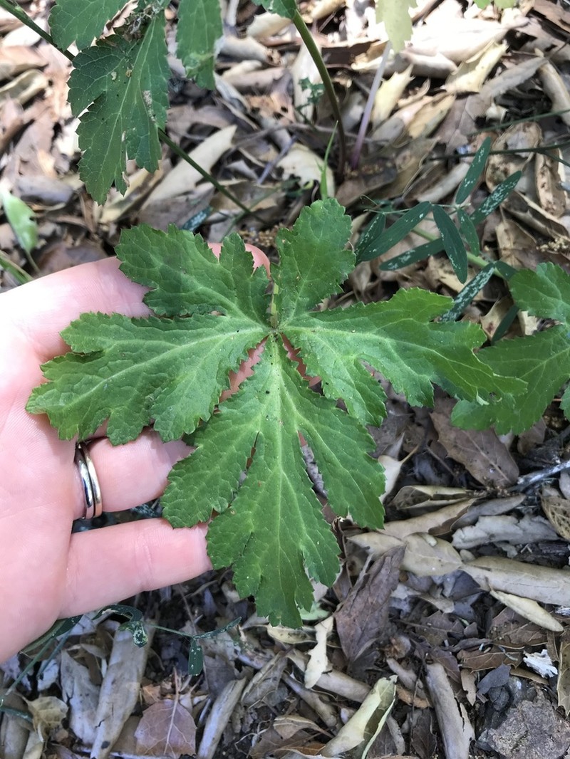 Hoffmann's Blacksnakeroot photo 7