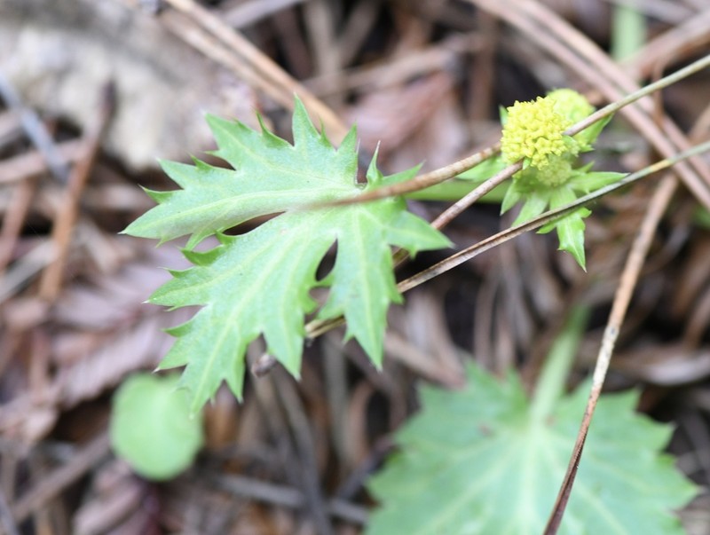 Coastal Blacksnakeroot