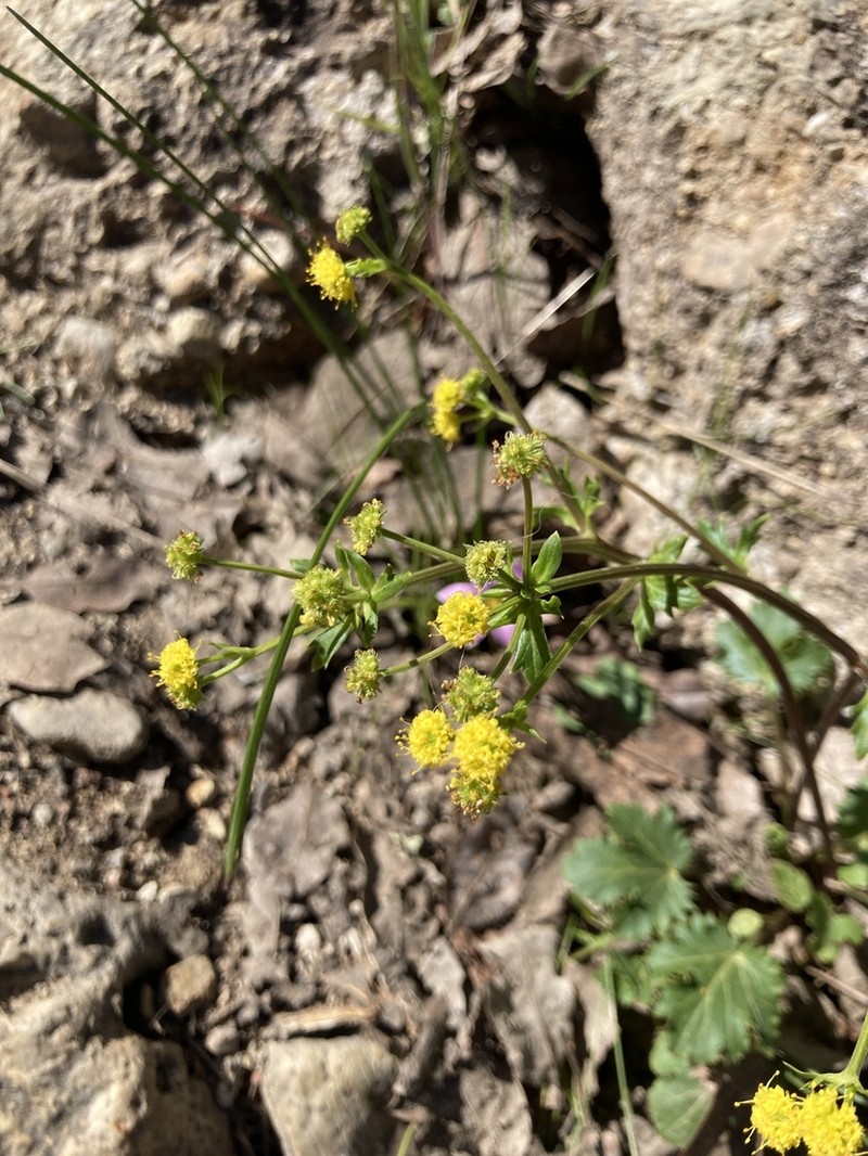 Coastal Blacksnakeroot photo 2