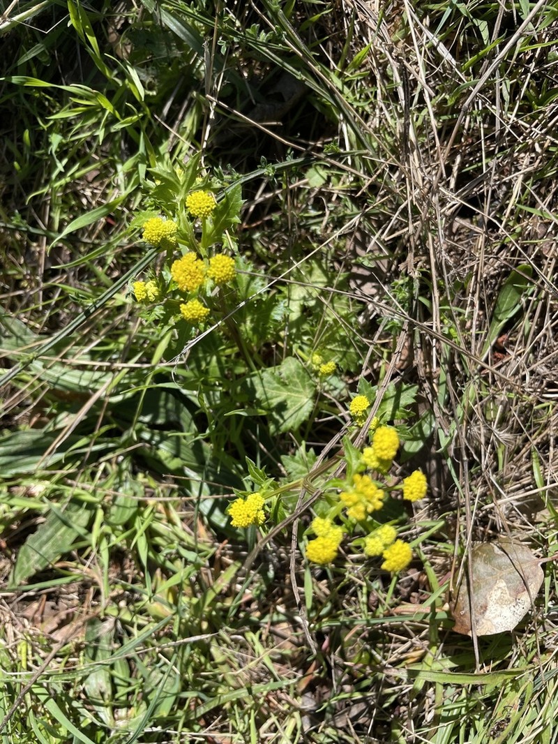 Coastal Blacksnakeroot photo 3