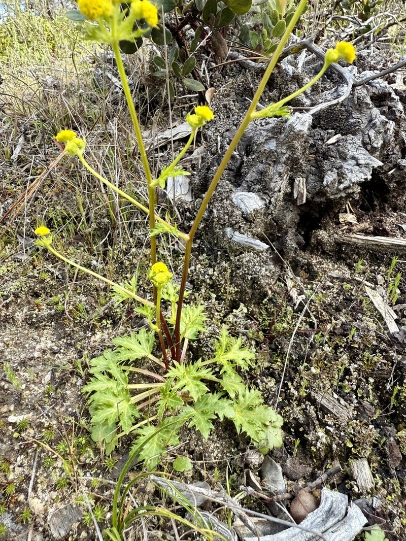 Coastal Blacksnakeroot photo 4
