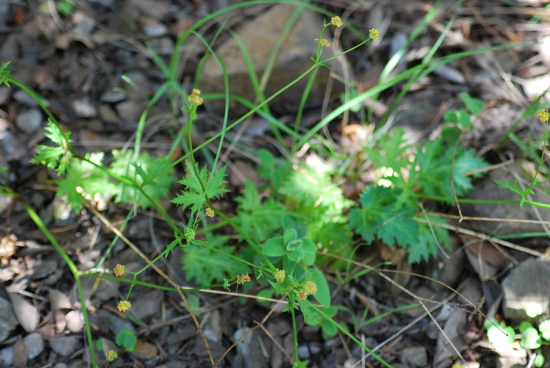 Coastal Blacksnakeroot photo 5