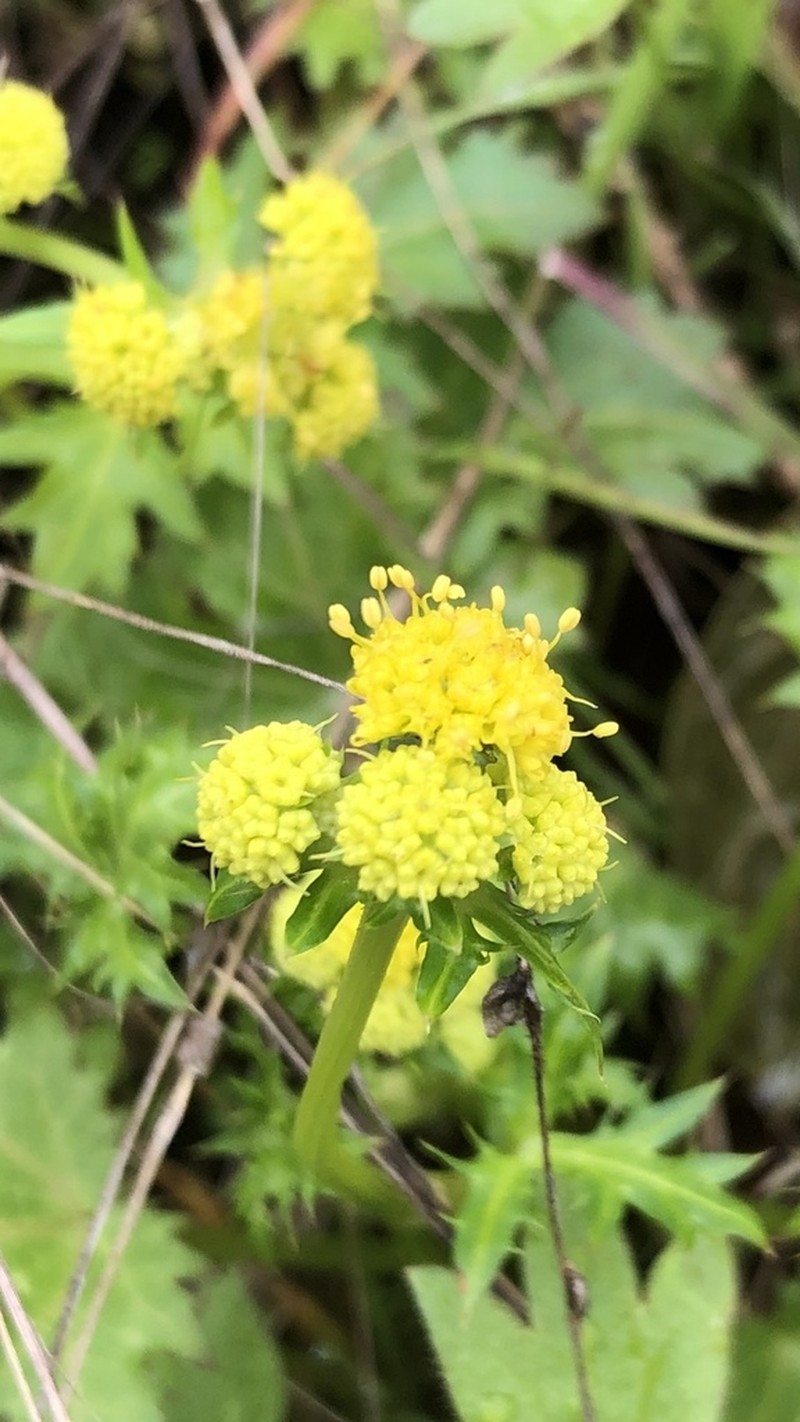Coastal Blacksnakeroot photo 6