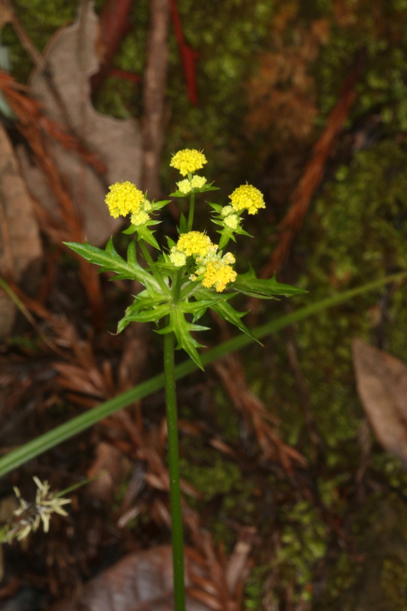 Coastal Blacksnakeroot photo 7