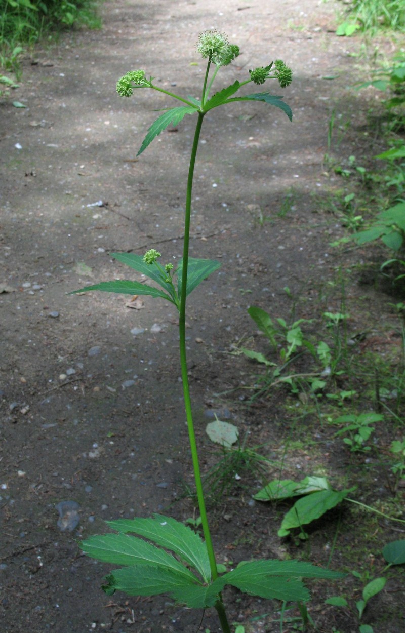 Maryland Sanicle