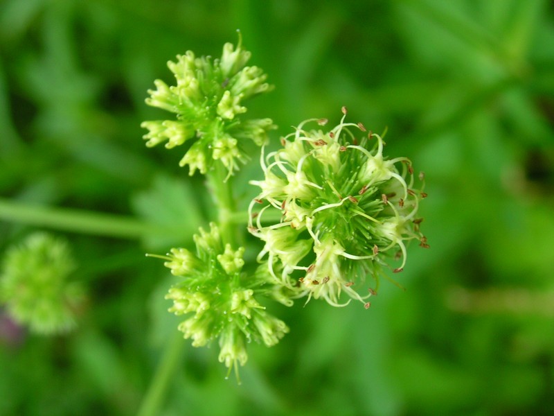 Maryland Sanicle photo 2