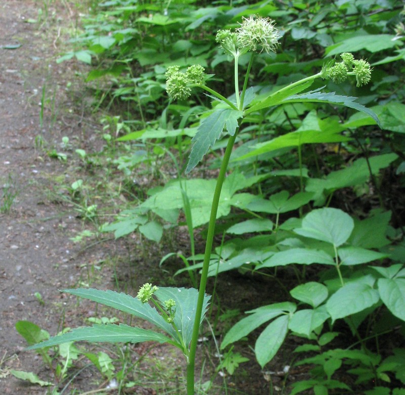 Maryland Sanicle photo 3