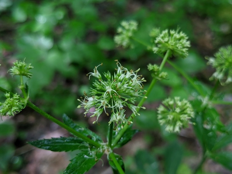 Maryland Sanicle photo 3