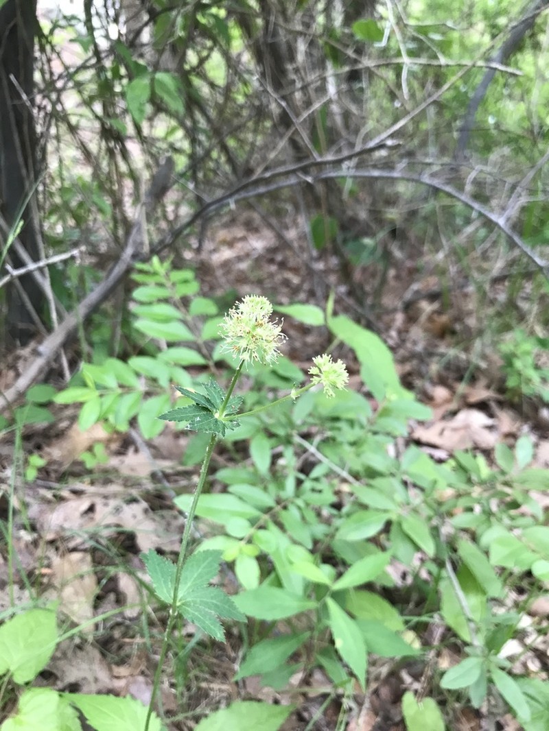 Maryland Sanicle photo 4