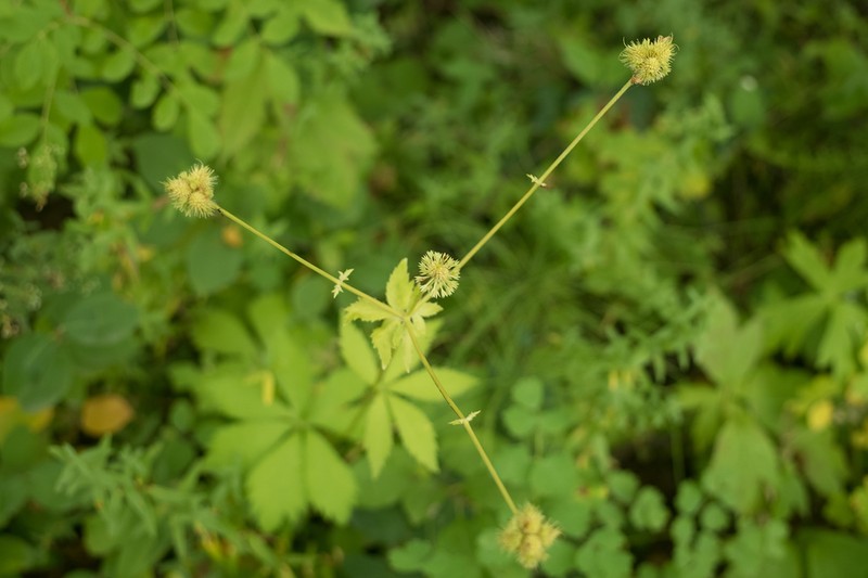 Maryland Sanicle photo 5
